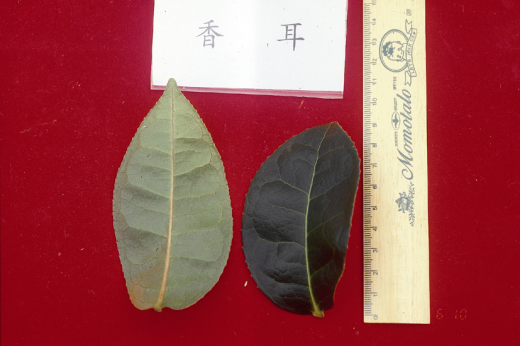 香耳葉型