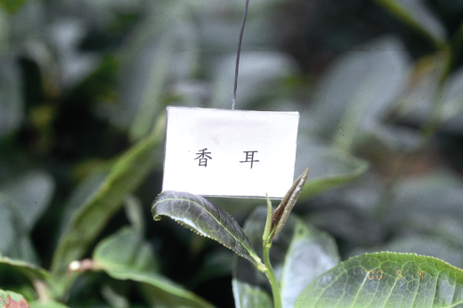 香耳芽色