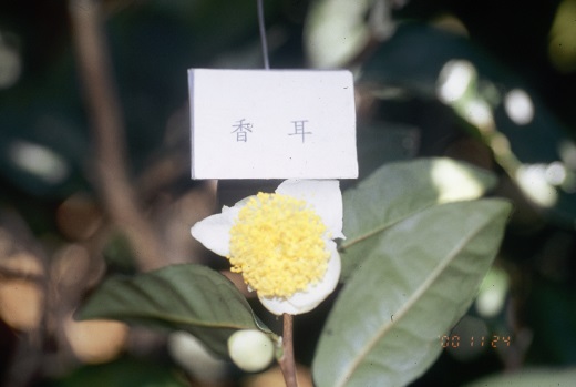香耳花