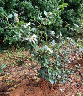 油茶樹型 油茶樹型