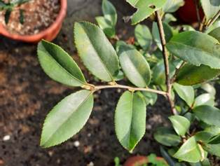 油茶葉型 油茶葉型