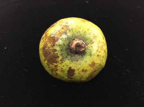 油茶果實 油茶果實