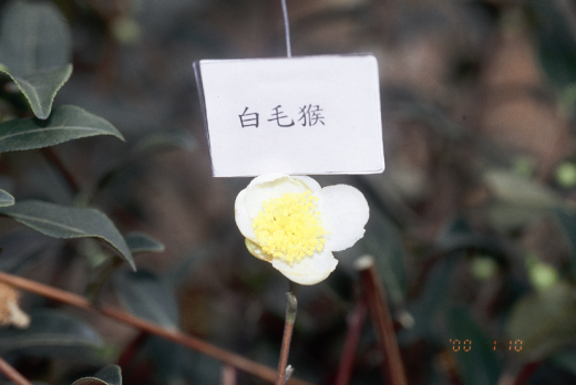 白毛猴花