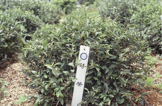 蒔茶樹型