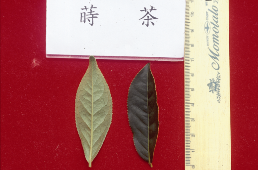 蒔茶葉型