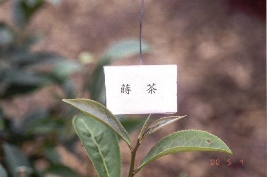 蒔茶芽色