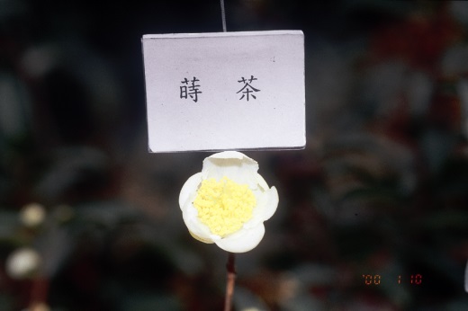 蒔茶花