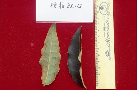 硬枝紅心葉型 硬枝紅心葉型