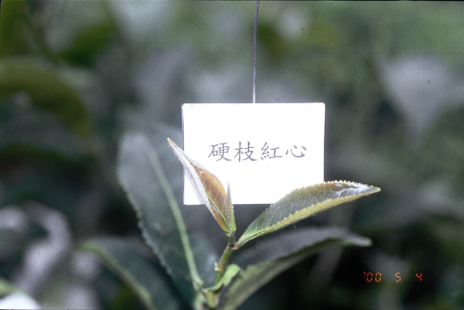 硬枝紅心芽色 硬枝紅心芽色