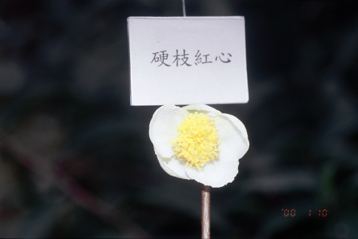 硬枝紅心花 硬枝紅心花