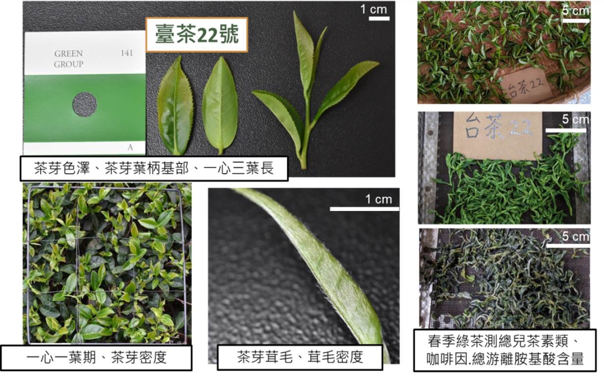 圖二、農藝調查性狀與茶葉化學成分分析