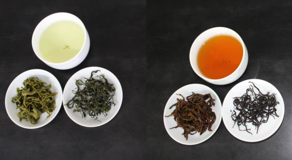 圖二、臺茶24號製成綠茶、紅茶