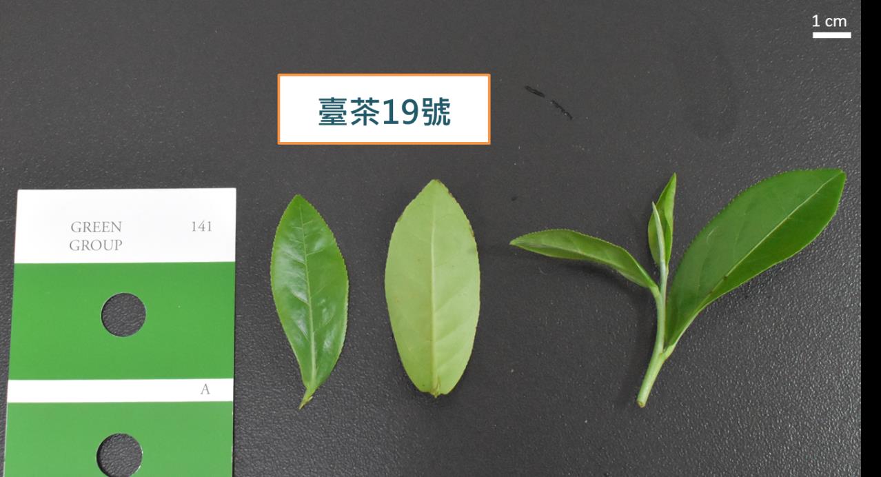 圖一、臺茶19號茶芽外觀