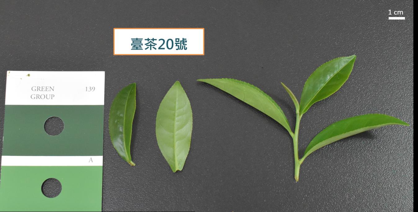 圖一、臺茶20號茶芽外觀