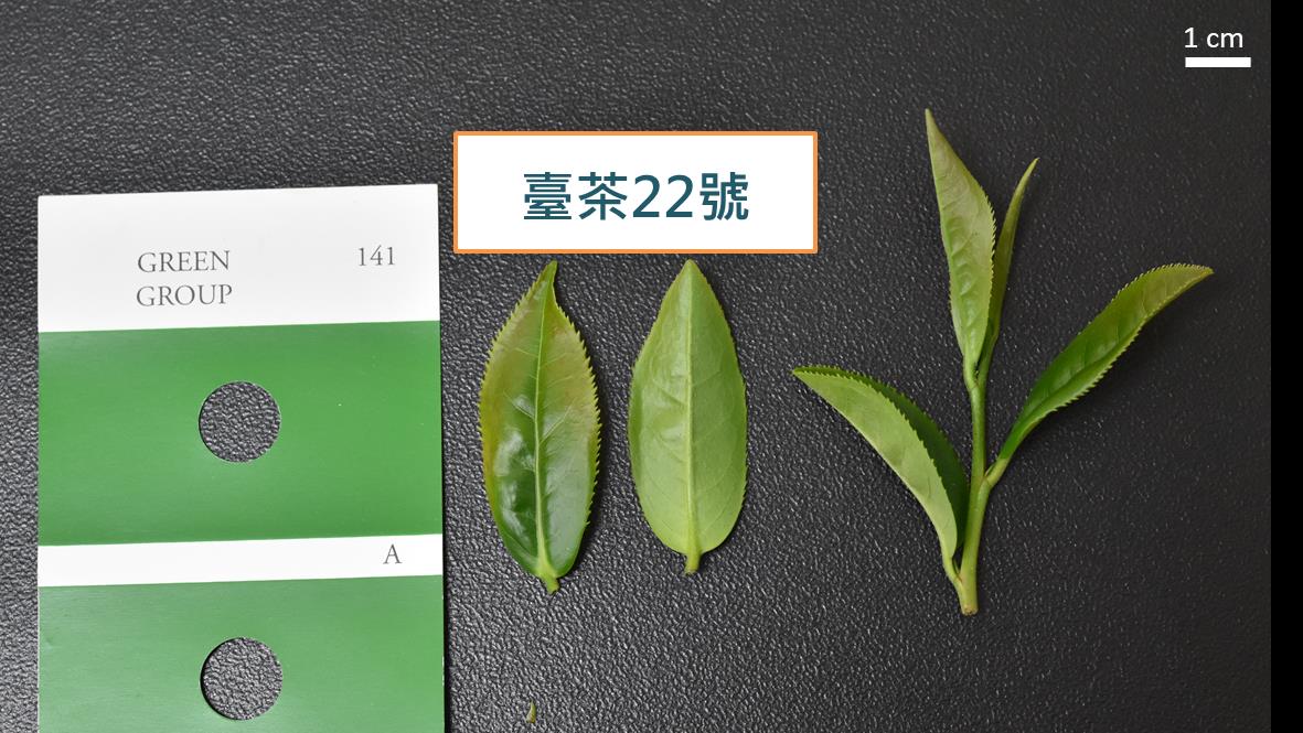 圖二、臺茶22號茶芽外觀