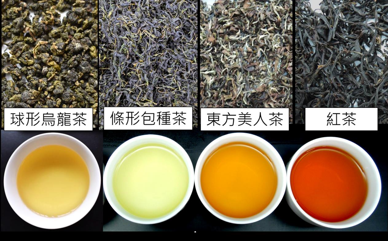 圖三、臺茶22號適製性廣，品質均表現優異
