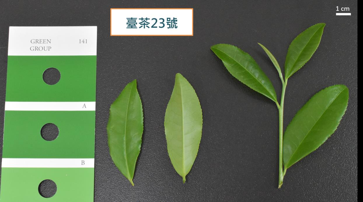 圖一、臺茶23號茶芽外觀