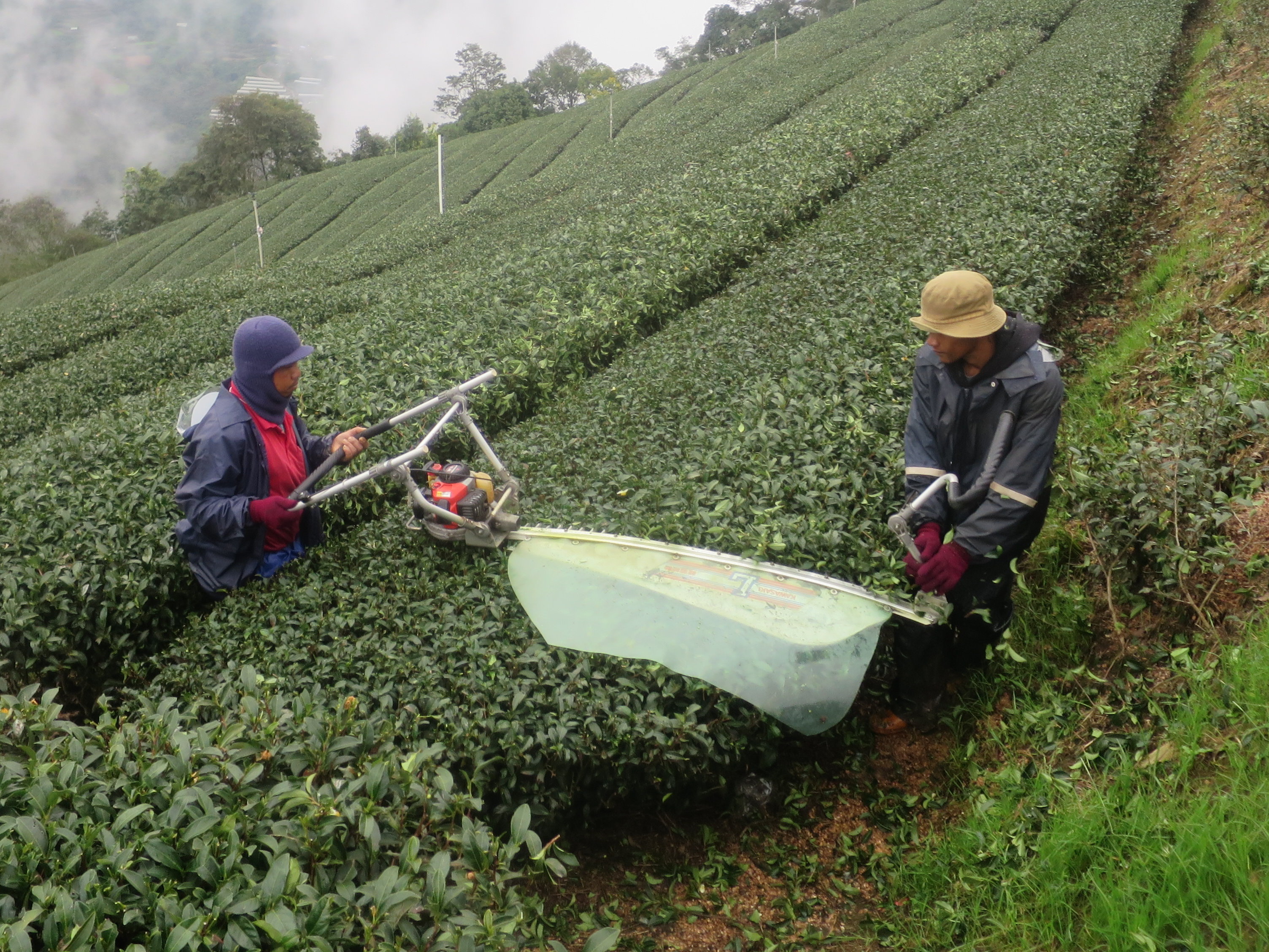 茶樹修剪機械