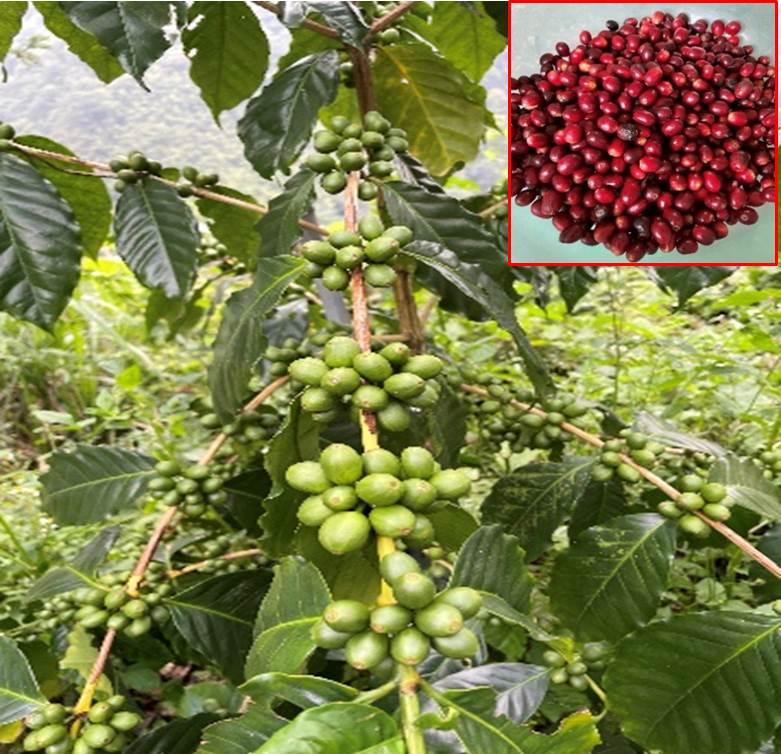 The growth and maturity of fresh coffee berries with coffee-specific fertilizers are more consistent, and the fruit harvesting period is more concentrated.